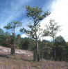 Pinus palustris (longleaf pine) on Ketona Dolomite glade.