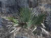 Sabal minor (dwarf palmetto), a native palm on Ketona Dolomite glades.