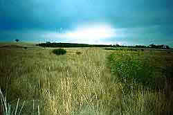 wheatgrass_field.jpg