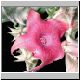 Huernia_zebrina_magniflora_x_Duvalia_velutina.jpg
