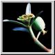 Euphorbia_barbicollis.jpg