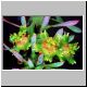 Euphorbia_bergeri.jpg