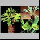 Euphorbia_bupleurifolia.jpg