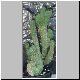 Euphorbia_edienii_crest.jpg