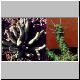 Euphorbia_ellenbeckii.jpg
