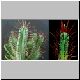 Euphorbia_enopla.jpg