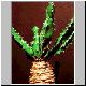 Euphorbia_enormis.jpg
