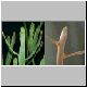 Euphorbia_enterophora_1.jpg