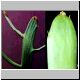 Euphorbia_enterophora.jpg