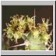 Euphorbia_evansii1.jpg