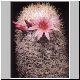 Mammillaria_albicans.jpg