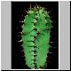Euphorbia_ingenticapsa.jpg