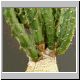 Euphorbia_knuthii_fa_monstrosa.jpg