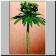 Euphorbia_lambii.jpg