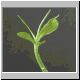 Euphorbia_laro.jpg