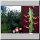 Euphorbia_lividiflora.jpg