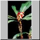 Euphorbia_lophogona_tenuicaulis.jpg