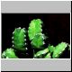 Euphorbia_macallensis.jpg