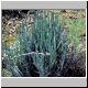Euphorbia_macrocarpus.jpg