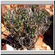 Euphorbia_mauritanica_corallothamnus.jpg