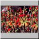 Euphorbia_millii_hislopii.jpg