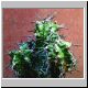 Euphorbia_mitriformis.jpg