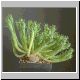 Euphorbia_muirii1.jpg