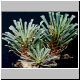 Euphorbia_multifolia.jpg