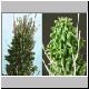 Euphorbia_nelii.jpg