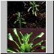 Euphorbia_obovatifolia.jpg