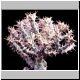 Euphorbia_perarmata.jpg