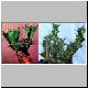 Euphorbia_persistens.jpg