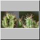 Euphorbia_phillipsiae1.jpg