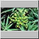 Euphorbia_piscatoria.jpg