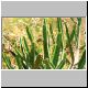 Euphorbia_platyacantha_Dumeticola.jpg