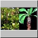 Euphorbia_poissoni.jpg
