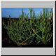 Euphorbia_presistentifolia.jpg