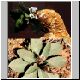 Euphorbia_primulifolia.jpg