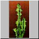 Euphorbia_pseudoburuana.jpg