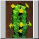 Euphorbia_pseudocactus_lyttoniana_Cv.jpg