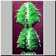 Euphorbia_pseudocactus.jpg