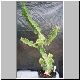 Euphorbia_pseudocactus_tall.jpg