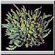 Euphorbia_pugniformis.jpg