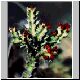 Euphorbia_pulvinata.jpg