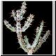 Euphorbia_schinzii_IPPS_2535.jpg
