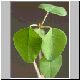 Euphorbia_schlechtendalii.jpg