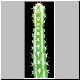 Euphorbia_scitula.jpg