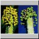 Euphorbia_sp_4724_Qamah.jpg