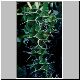 Euphorbia_sp_aff_breviarticulata.jpg