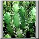 Euphorbia_sp_aff_fractiflexa_DumsukIsland.jpg
